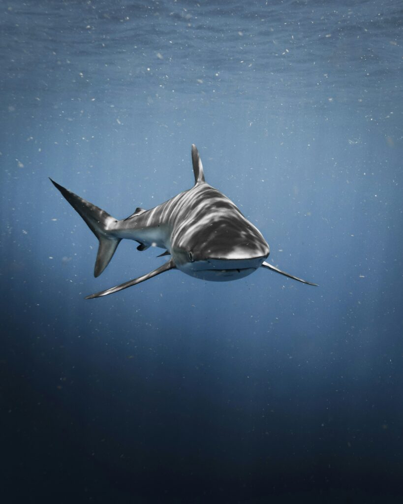 Toothless Sharks? Ocean Acidification Threatens Apex Predators