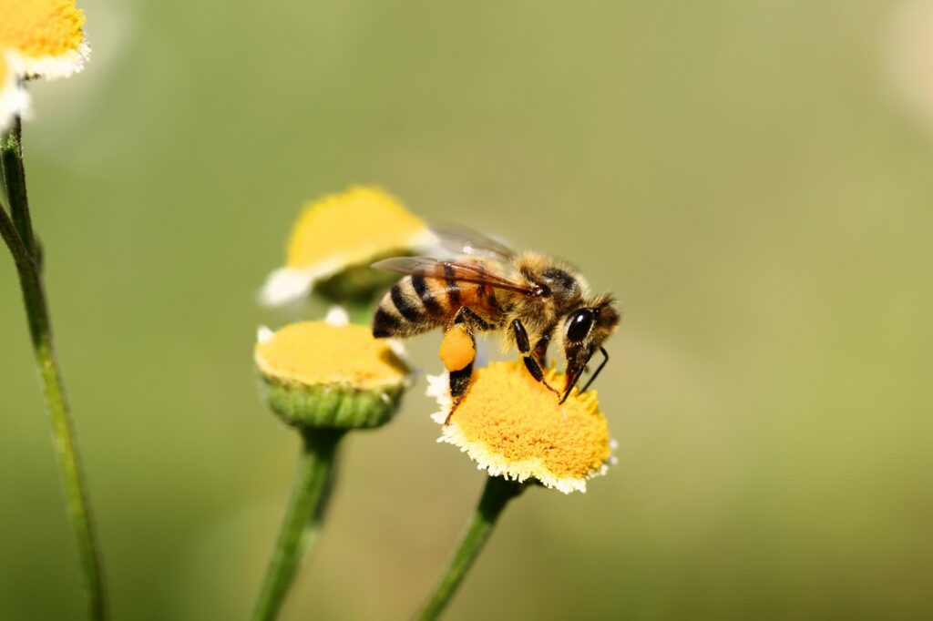 Wild Bees Strategically Balance Diet Across Flowers