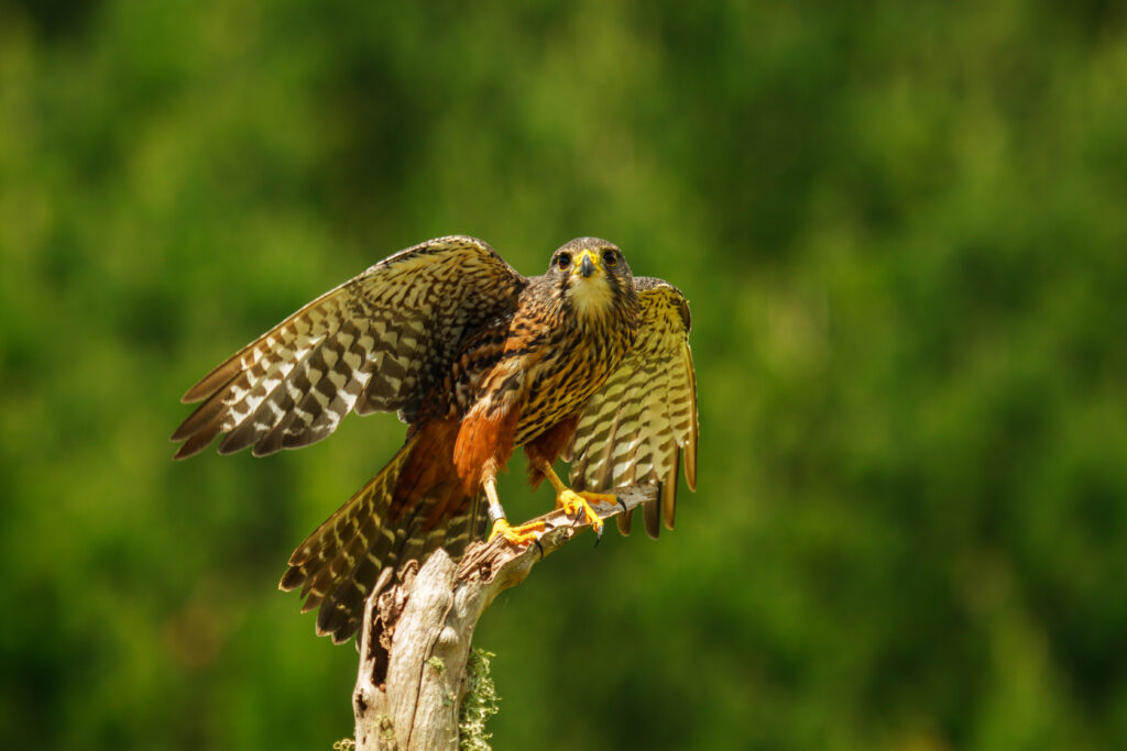 Threatened kārearea falcon crowned New Zealand’s Bird of the Year 2025
