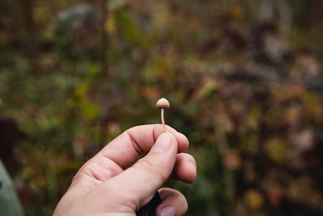 Study Finds Psilocybin May Relieve Chronic Pain and Depressive Symptoms