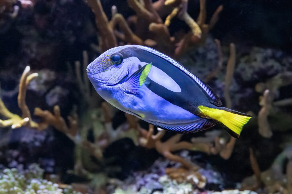 Experts Warn Global Aquarium Fish Trade Still Dominated by Wild-Caught Species