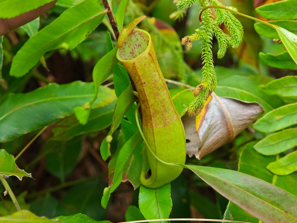 Pitcher plant’s sugary lure hides toxic nerve agent for unsuspecting prey